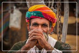Pushkar Camel Fair (Kartik Mela), Pushkar (255)