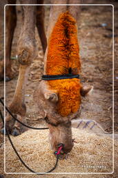 Pushkar (272) Pushkar Camel Fair (Kartik Mela)