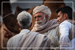 Pushkar Camel Fair (Kartik Mela), Pushkar (317)
