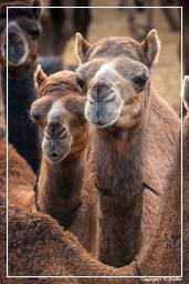 Pushkar (322) Feria de camellos de Pushkar (Kartik Mela)