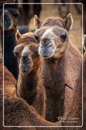 Pushkar (322) Pushkar Camel Fair (Kartik Mela)