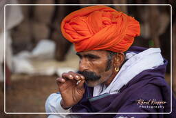 Pushkar Camel Fair (Kartik Mela), Pushkar (336)