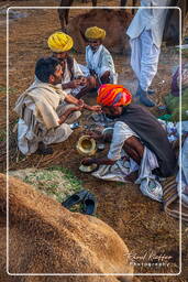 Pushkar (344) Feira de camelos de Pushkar (Kartik Mela)