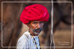 Pushkar Camel Fair (Kartik Mela), Pushkar (351)