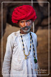 Pushkar (353) Feria de camellos de Pushkar (Kartik Mela)