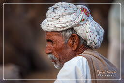 Pushkar Camel Fair (Kartik Mela), Pushkar (355)