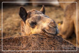 Pushkar Camel Fair (Kartik Mela), Pushkar (365)