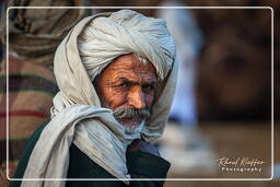 Pushkar (366) Fiera dei cammelli di Pushkar (Kartik Mela)