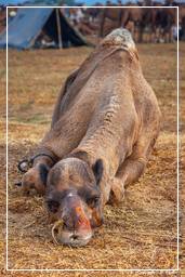 Pushkar (375) Feria de camellos de Pushkar (Kartik Mela)