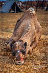 Pushkar Camel Fair (Kartik Mela), Pushkar (375)