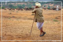 Pushkar (379) Foire aux chameaux de Pushkar (Kartik Mela)