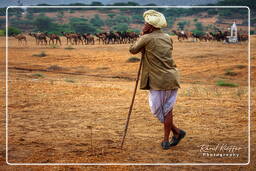 Pushkar Camel Fair (Kartik Mela), Pushkar (379)
