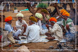 Pushkar (385) Feria de camellos de Pushkar (Kartik Mela)