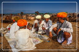 Pushkar Camel Fair (Kartik Mela), Pushkar (408)