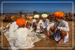 Pushkar (408) Feria de camellos de Pushkar (Kartik Mela)