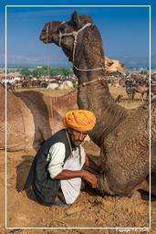 Pushkar (417) Foire aux chameaux de Pushkar (Kartik Mela)