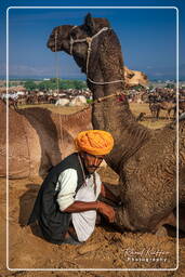 Pushkar (417) Fiera dei cammelli di Pushkar (Kartik Mela)