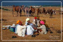 Pushkar (421) Pushkar Kamelmesse (Kartik Mela)