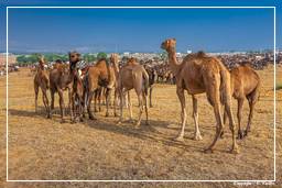 Pushkar (424) Feira de camelos de Pushkar (Kartik Mela)