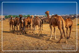 Pushkar Camel Fair (Kartik Mela), Pushkar (424)