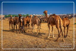 Pushkar (424) Fiera dei cammelli di Pushkar (Kartik Mela)