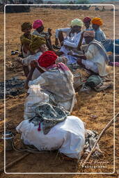 Pushkar (428) Pushkar Camel Fair (Kartik Mela)