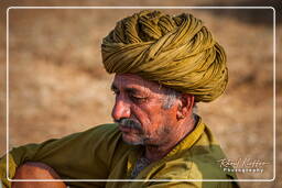 Pushkar Camel Fair (Kartik Mela), Pushkar (429)