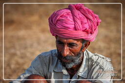 Pushkar Camel Fair (Kartik Mela), Pushkar (430)
