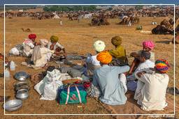 Pushkar (435) Feria de camellos de Pushkar (Kartik Mela)