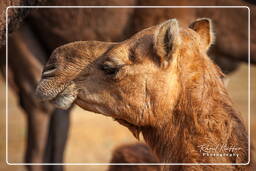 Pushkar Camel Fair (Kartik Mela), Pushkar (440)
