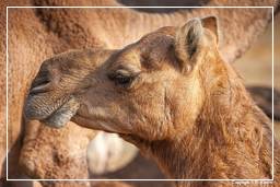 Pushkar (441) Feria de camellos de Pushkar (Kartik Mela)