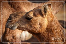 Pushkar (441) Pushkar Camel Fair (Kartik Mela)