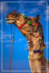 Pushkar Camel Fair (Kartik Mela), Pushkar (447)