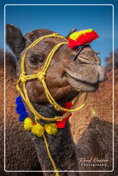 Pushkar (467) Pushkar Camel Fair (Kartik Mela)