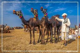 Pushkar (470) Fiera dei cammelli di Pushkar (Kartik Mela)
