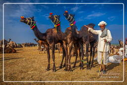 Pushkar (470) Pushkar Kamelmesse (Kartik Mela)