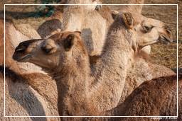 Pushkar (481) Feria de camellos de Pushkar (Kartik Mela)