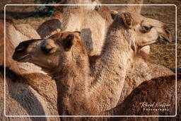 Pushkar (481) Pushkar Camel Fair (Kartik Mela)