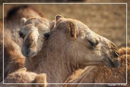 Pushkar (483) Foire aux chameaux de Pushkar (Kartik Mela)