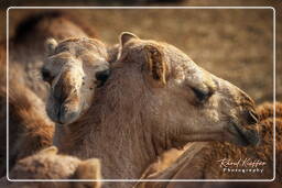 Pushkar Camel Fair (Kartik Mela), Pushkar (483)