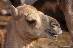 Pushkar (485) Feria de camellos de Pushkar (Kartik Mela)