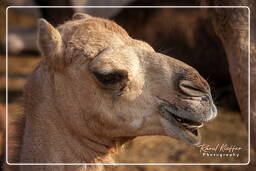 Pushkar Camel Fair (Kartik Mela), Pushkar (485)