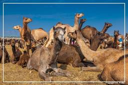 Pushkar (490) Feria de camellos de Pushkar (Kartik Mela)
