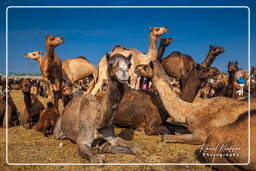 Pushkar Camel Fair (Kartik Mela), Pushkar (490)