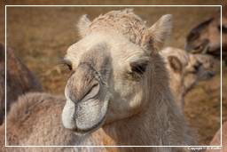 Pushkar (497) Feria de camellos de Pushkar (Kartik Mela)