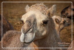 Pushkar (497) Pushkar Camel Fair (Kartik Mela)