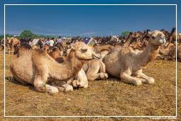 Pushkar (500) Foire aux chameaux de Pushkar (Kartik Mela)