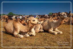 Pushkar (500) Pushkar Kamelmesse (Kartik Mela)