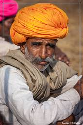 Pushkar (503) Fiera dei cammelli di Pushkar (Kartik Mela)