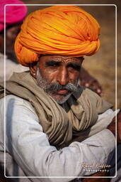Pushkar Camel Fair (Kartik Mela), Pushkar (503)